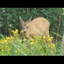 Unsere Freunde wohnen sehr naturnah, Rehe, Igel und Hasen sahen wir in deren Garten